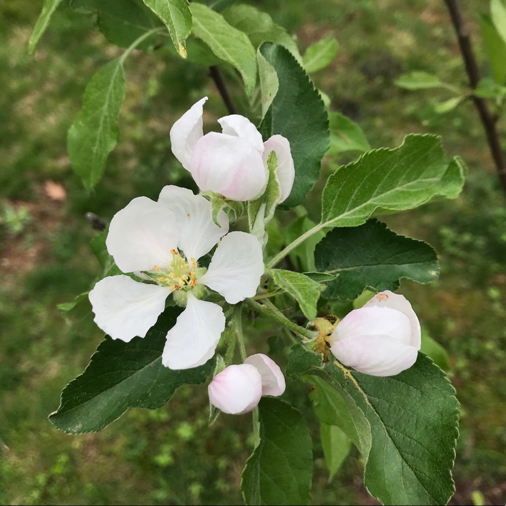 Meet your Posher, Colleen